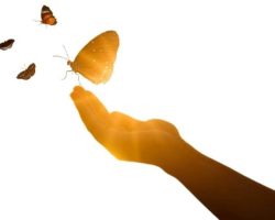 Schmetterling - Erneuerung